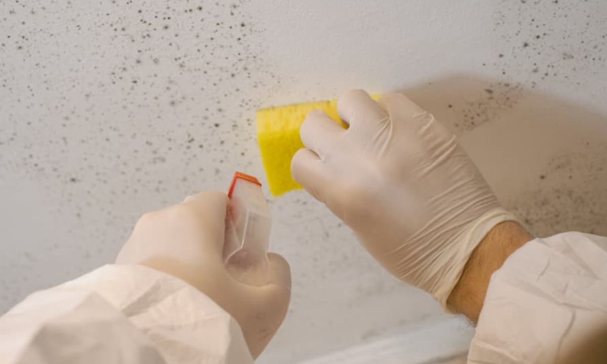 The Unseen Invader: Why Toronto Homeowners Can’t Afford to Gamble on Mold Removal